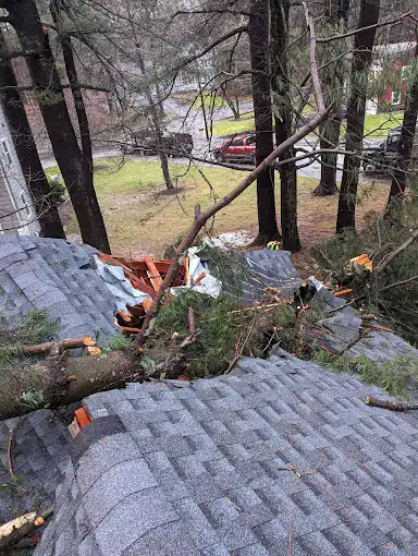 Norfolk Tree Service emergency services