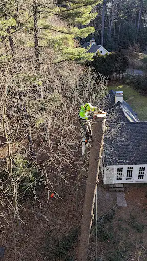 24/7 Emergency Tree Services