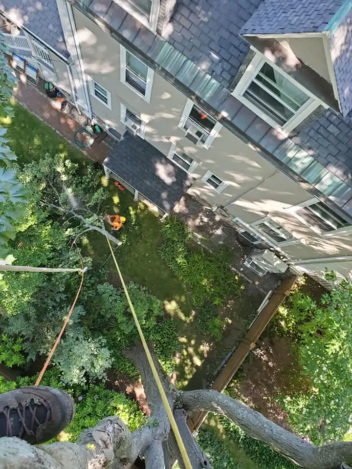 Norwood tree trimming