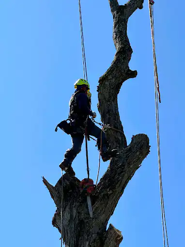 24/7 Emergency Tree Services