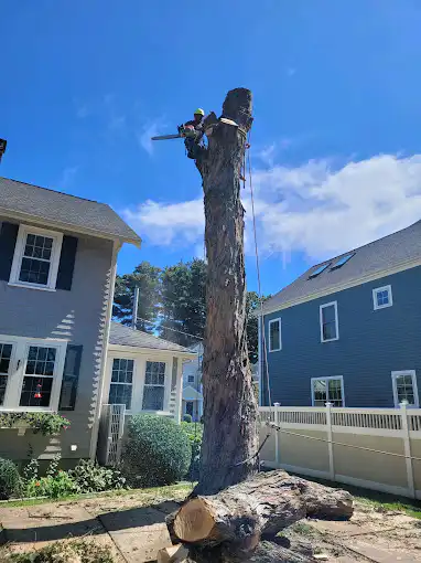 Tree Removal Services
