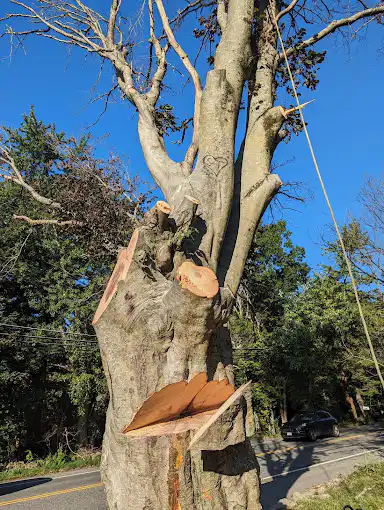 Tree Removal Services