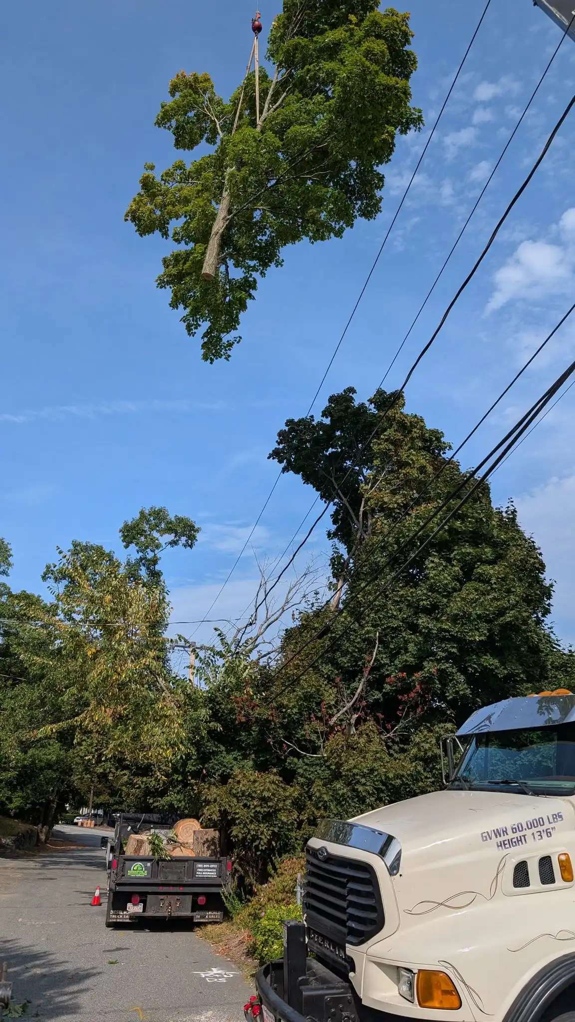 Holliston, MA 9 Norfolk Tree Service crew photo, tree services for Holliston, MA