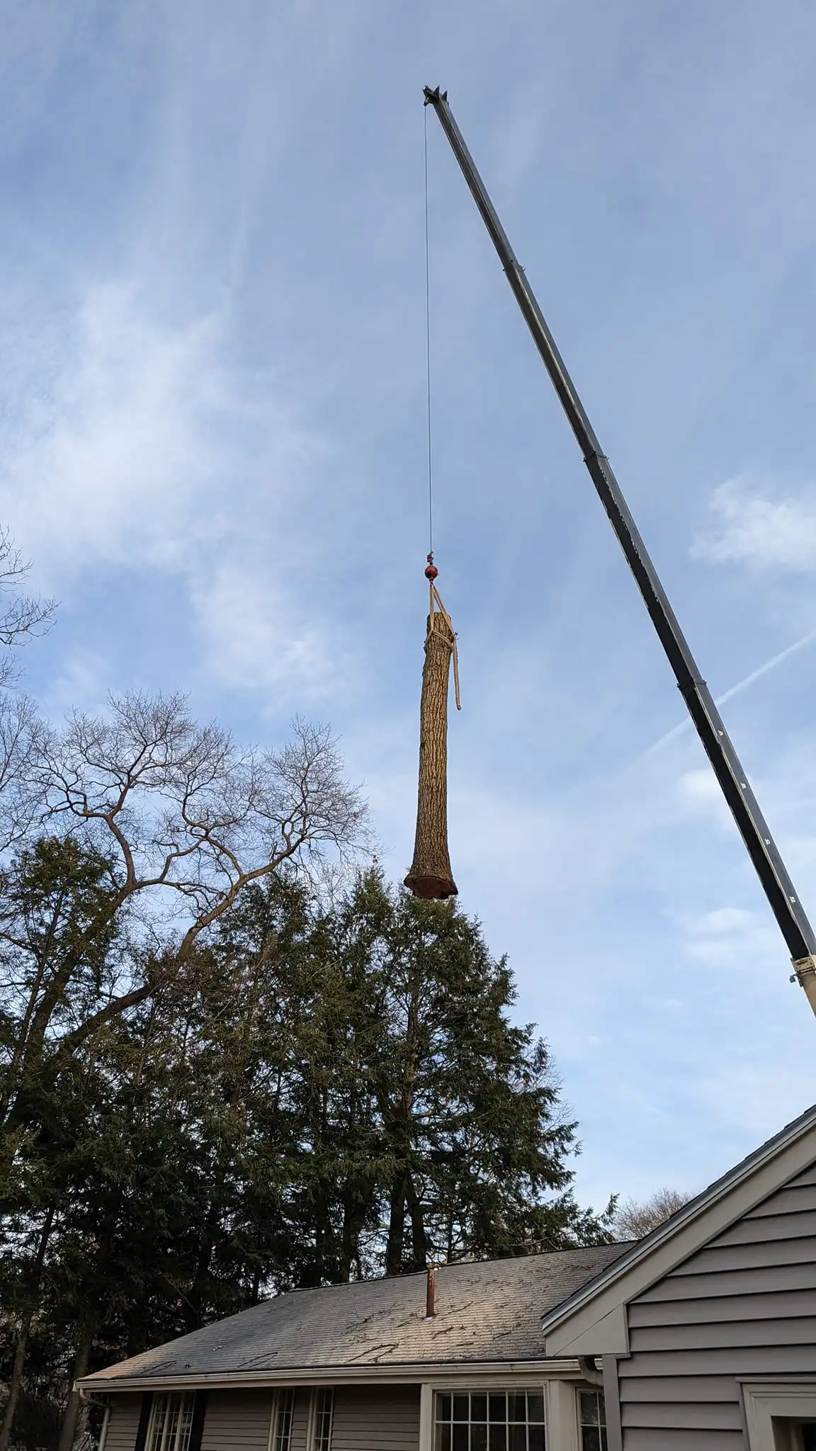Lexington, MA 9 Norfolk Tree Service crew photo, tree services for Lexington, MA