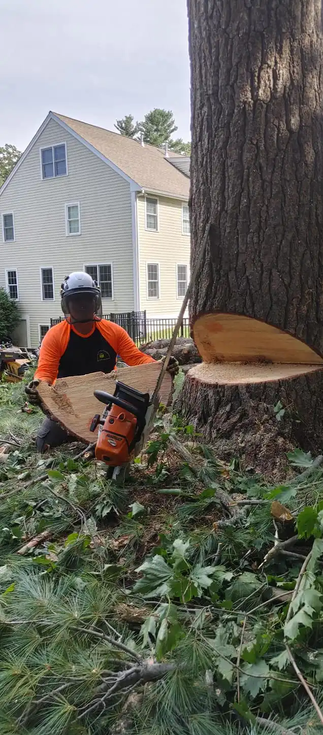 Lincoln, MA 9 Norfolk Tree Service crew photo, tree services for Lincoln, MA
