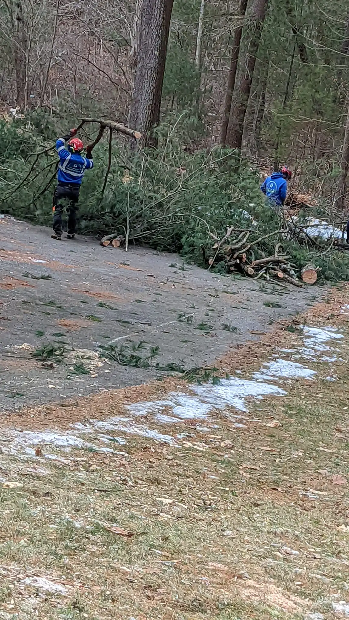 Mansfield, MA 9 Norfolk Tree Service crew photo, tree services for Mansfield, MA