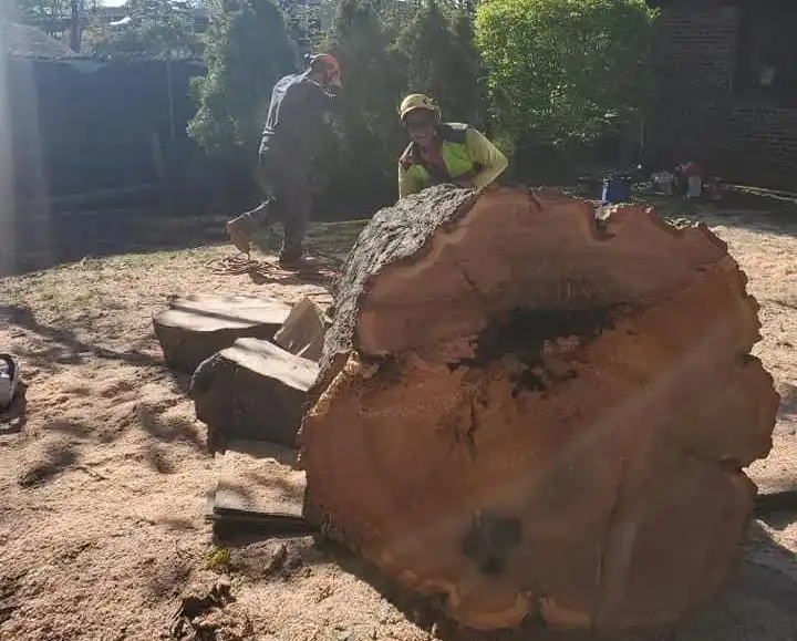 Stump Grinding