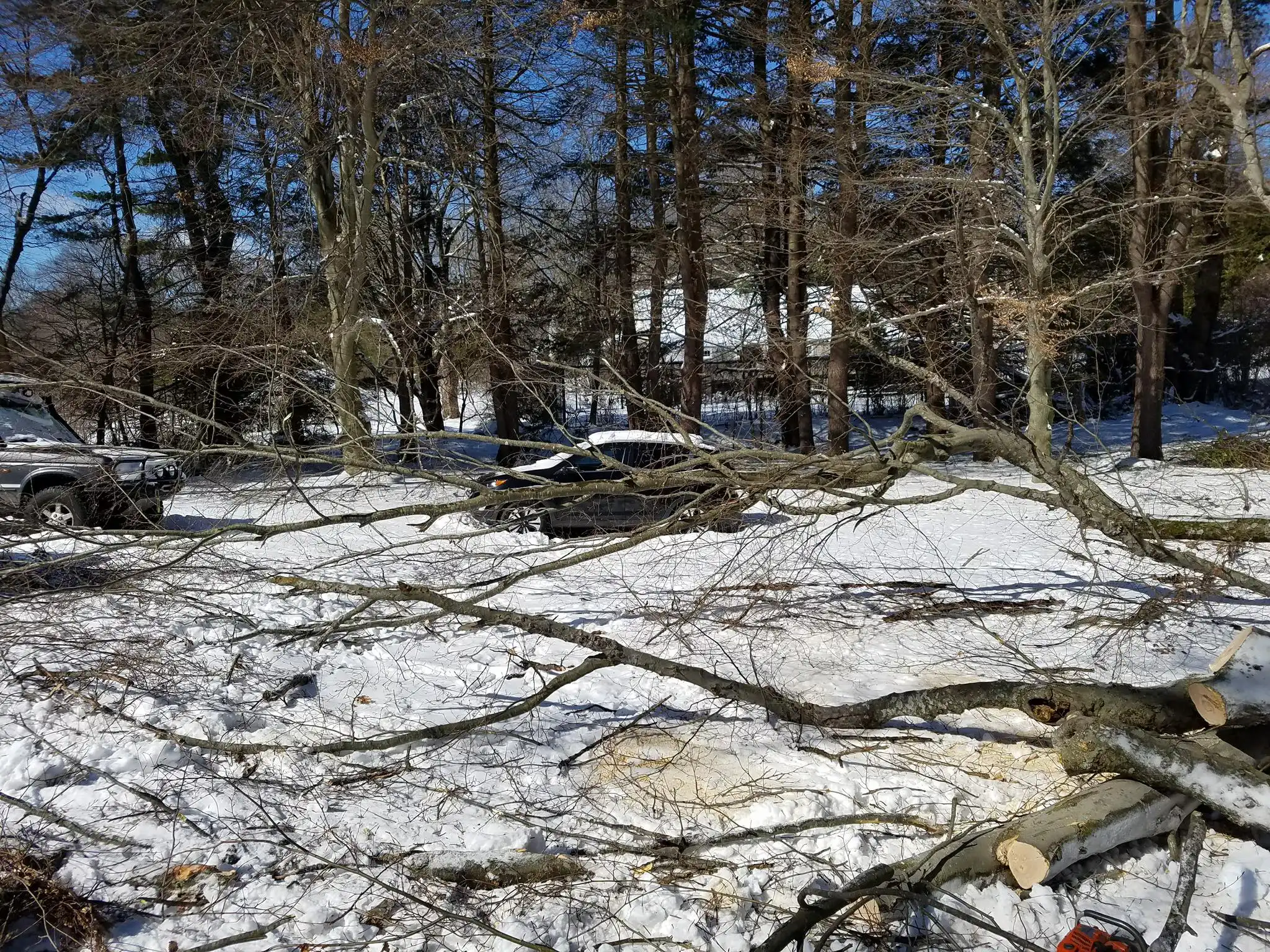 Tree Removal Services