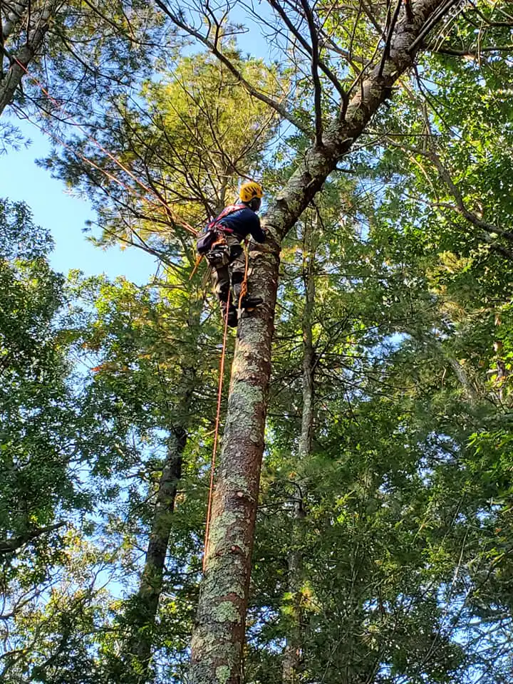 Needham tree removal
