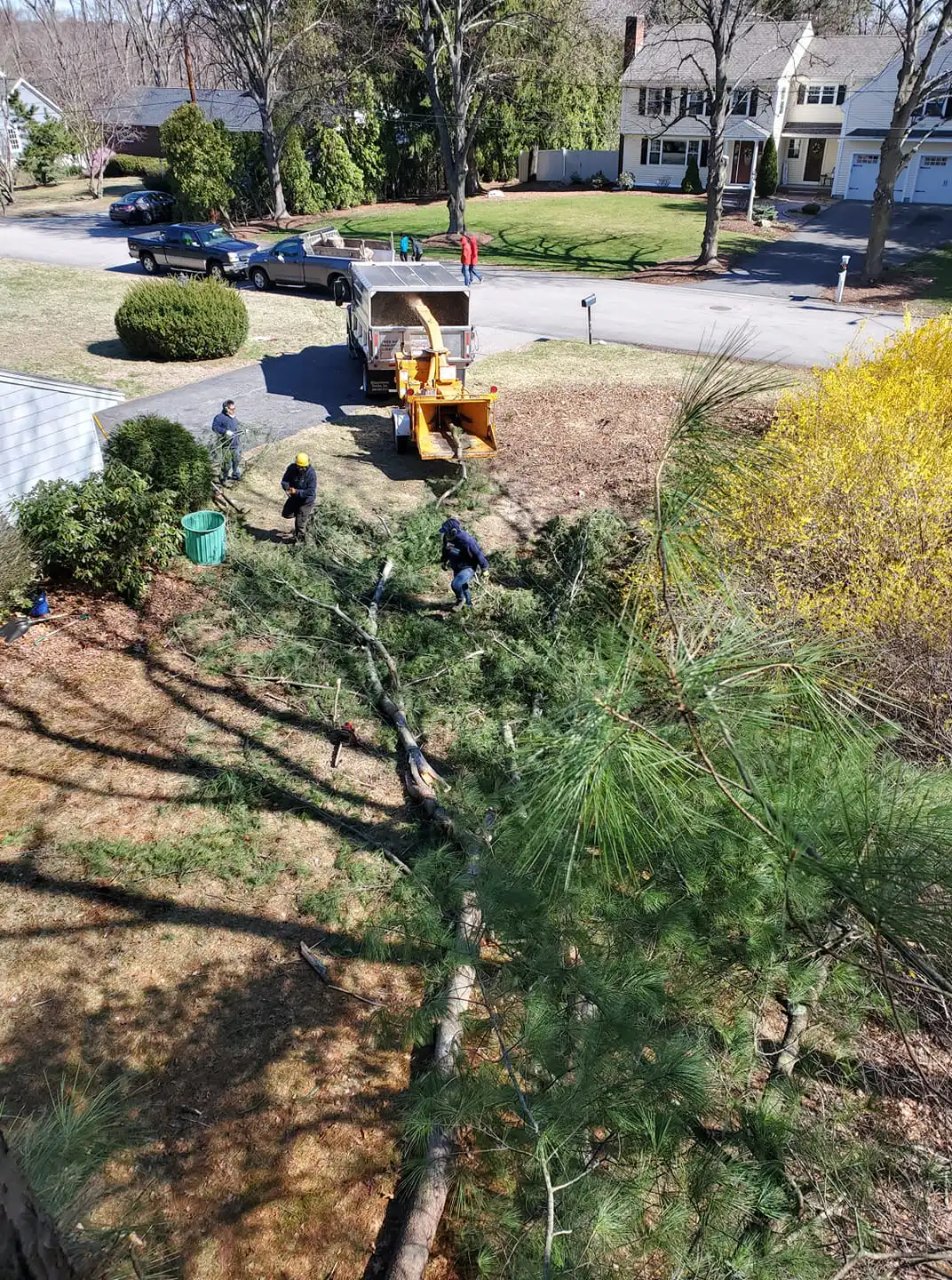 Franklin, MA 9 Norfolk Tree Service crew photo, tree services for Franklin, MA