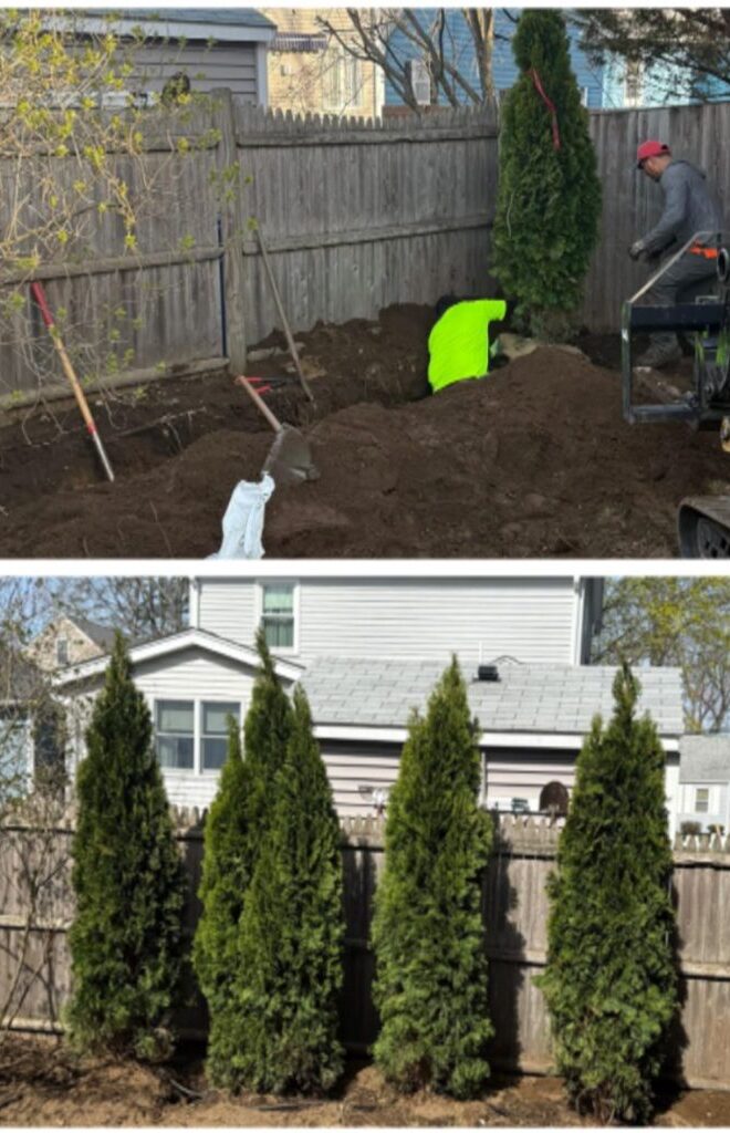 tree and shrub planting