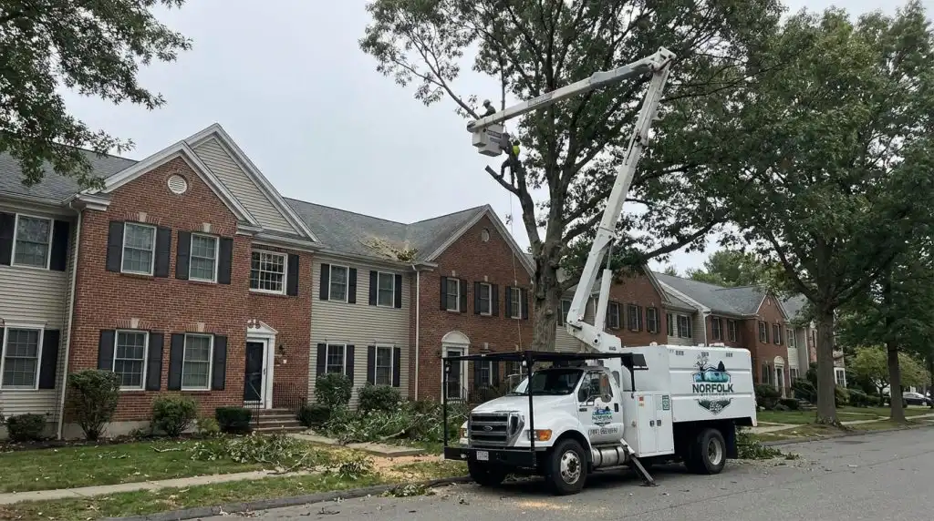 HOA tree service by Norfolk Tree Services