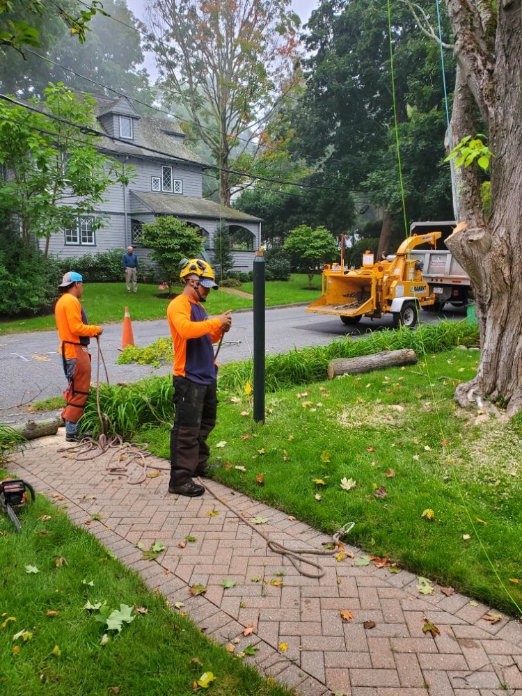 Needham tree planting