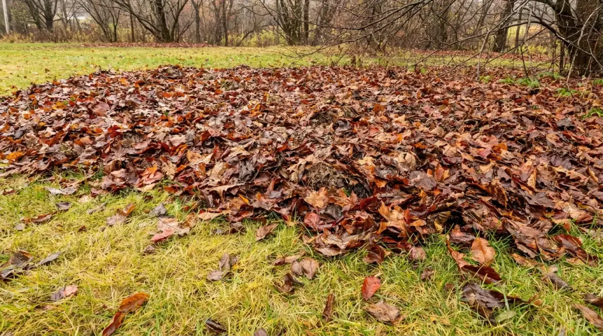 Fallen Leaves on Your Lawn: Why They Don’t Decompose 1 Fallen leaves — Norfolk Tree Service, MA