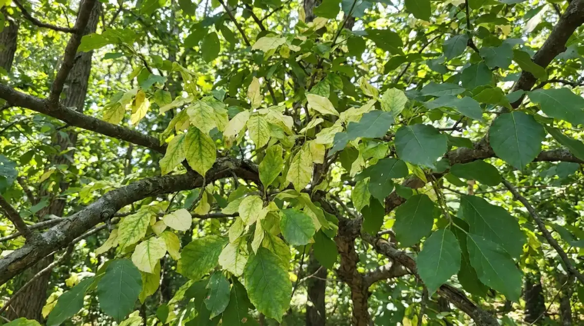 Yellow leaves — Norfolk Tree Service, MA